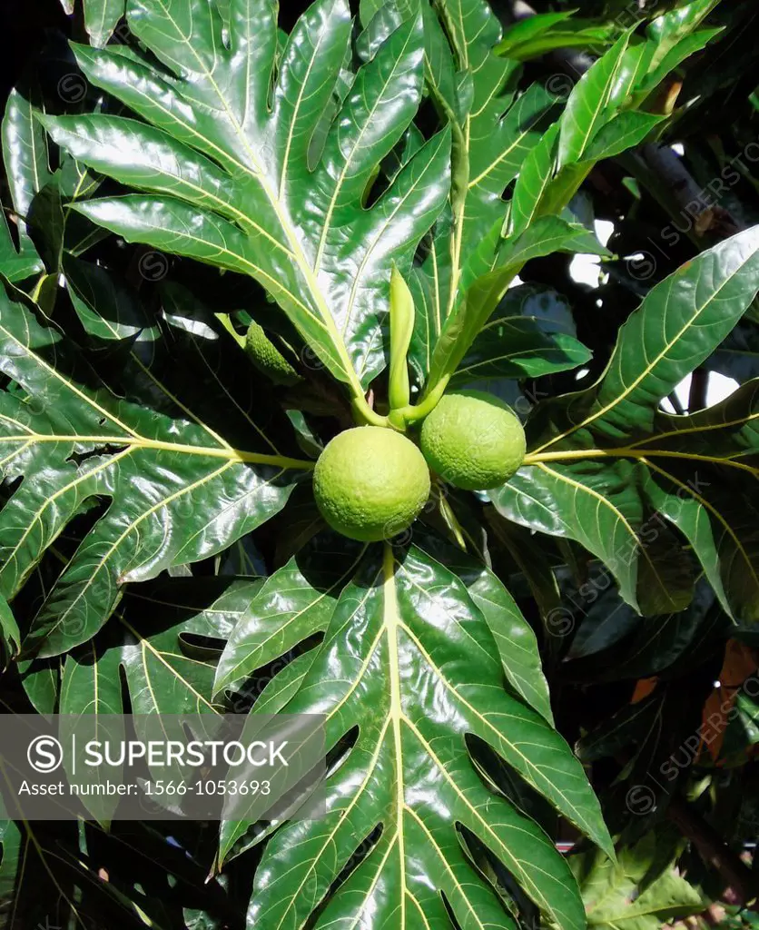 Breadfruit on tree (Artocarpus altilis)