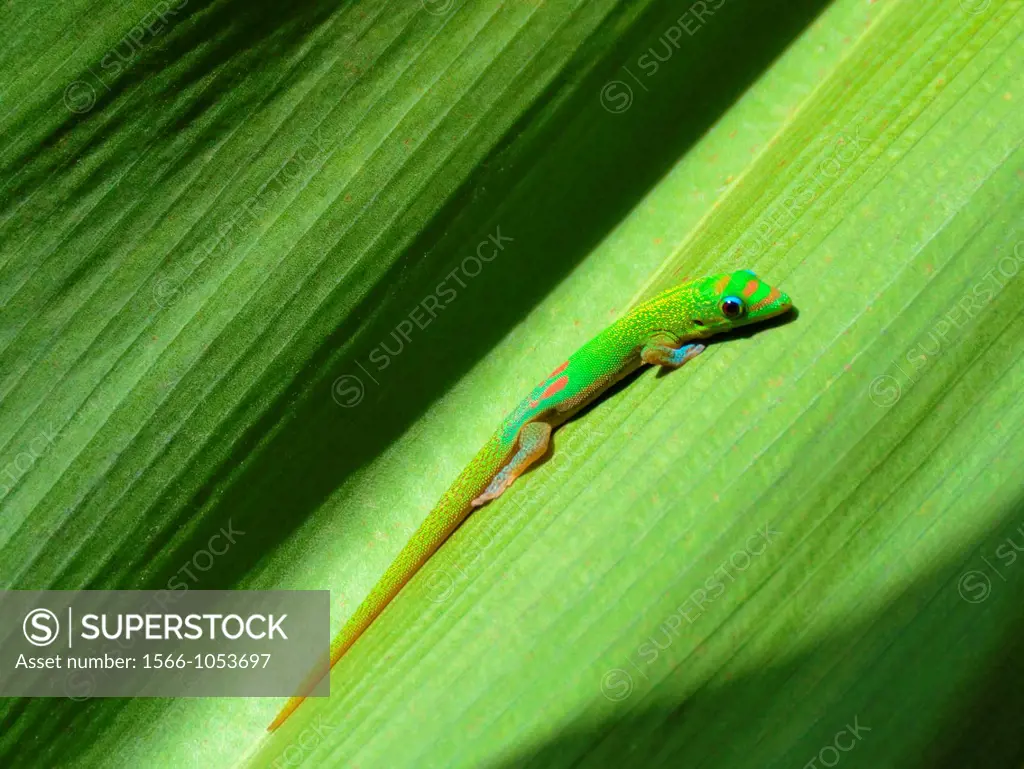 Gold Dust Day Gecko (Phelsuma laticauda laticauda) on leaf, Hawai´i, USA