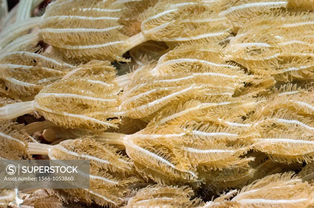 Soft coral polyps, Xenia sp Komodo National Park, Indonesia