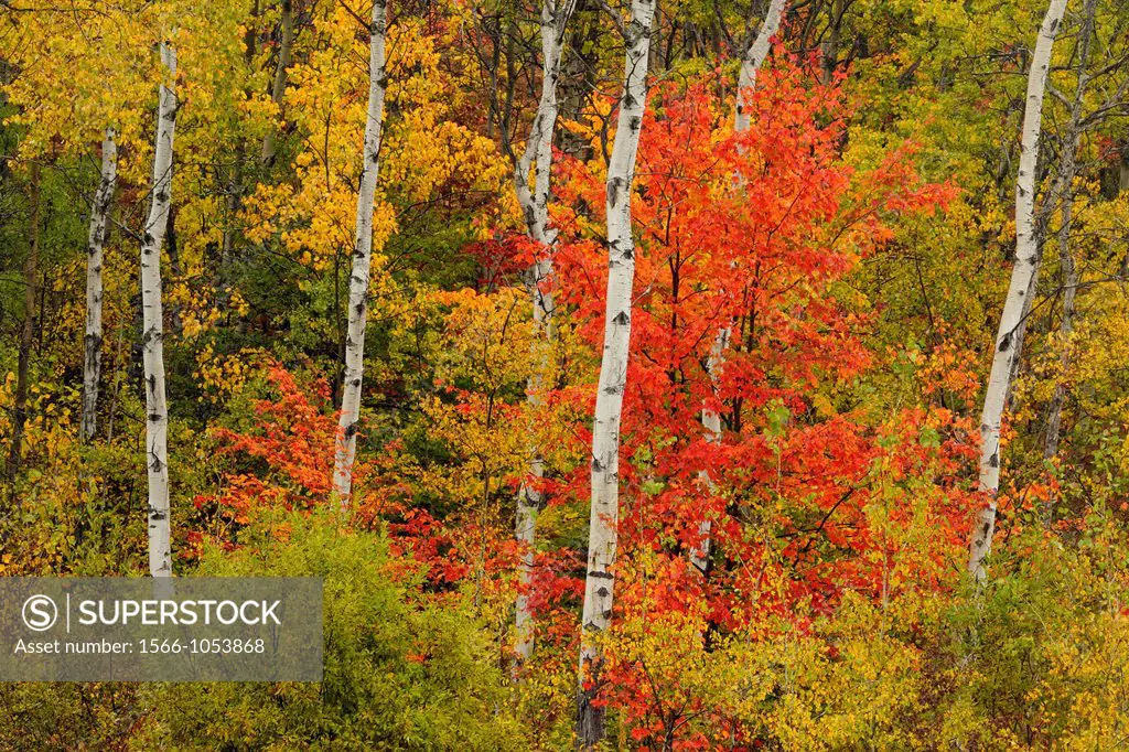 Maple trees in an aspen woodlot, Greater Sudbury Naughton, Ontario, Canada