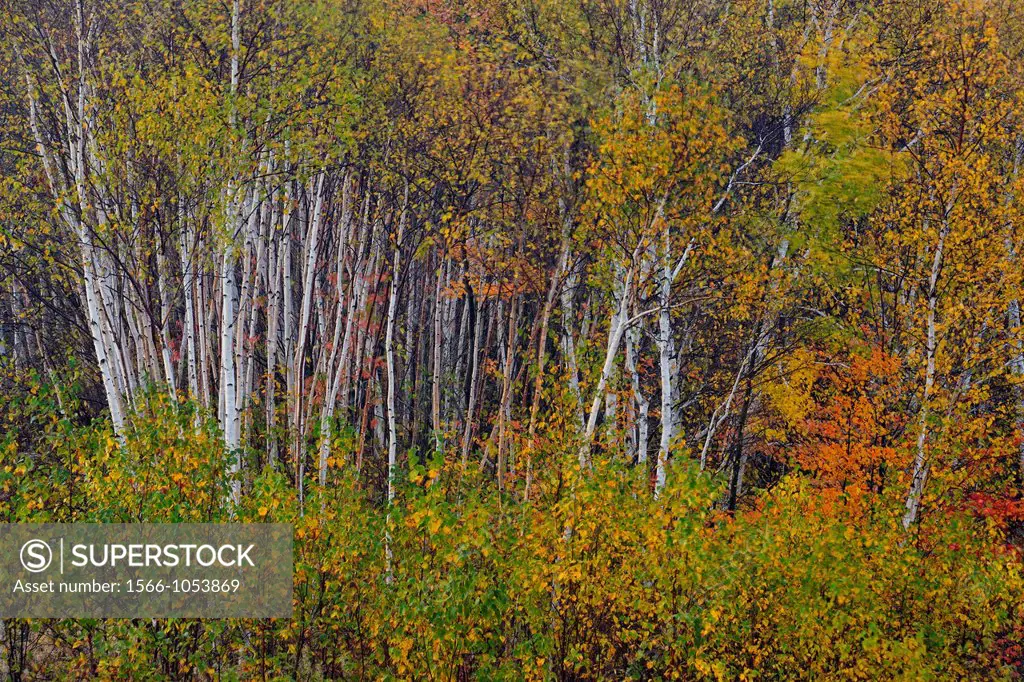 Birch trees in early autumn, Greater Sudbury Walden, Ontario, Canada
