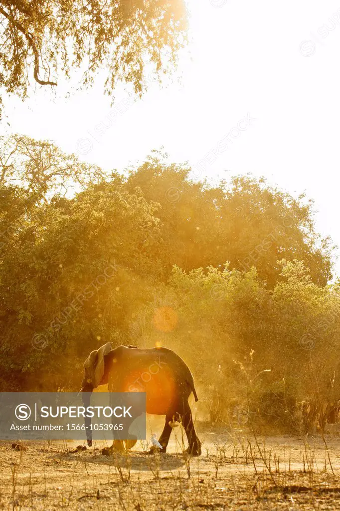 Baby elephant, Loxodonta africana  Mana Pools National Park, Zimbabwe