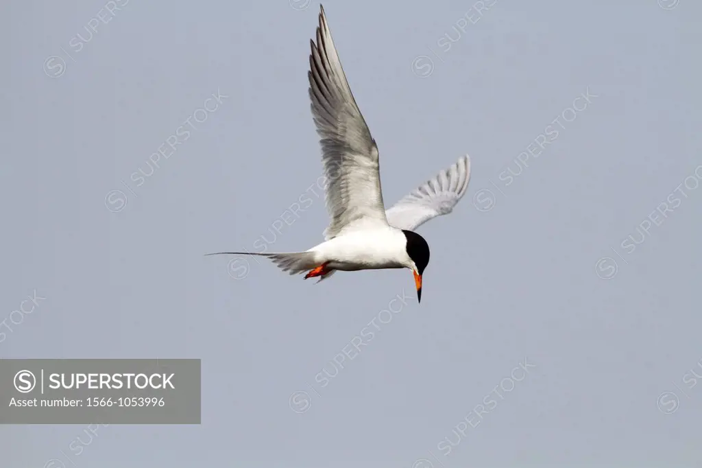 A Tern in flight looking for food in a saltmarsh  The Tern is possibly a Forster´s Tern or a Common Tern which are difficult to tell apart when in bre...