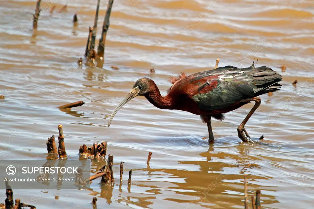 A Glossy Ibis, Plegadis falcinellus, searching for food in a saltmarsh  Edwin B  Forsythe National Wildlife Refuge, Oceanville, New Jersey, USA