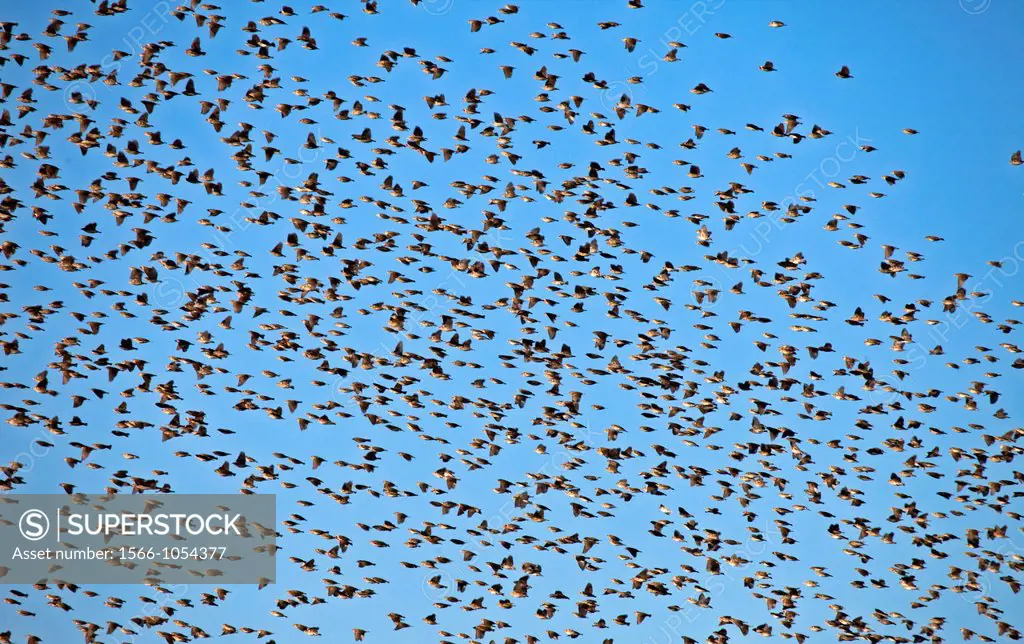 Flock of Quelea Birds, quelea quelea, in early Morning, Chobe National Park, Bostwana, Africa