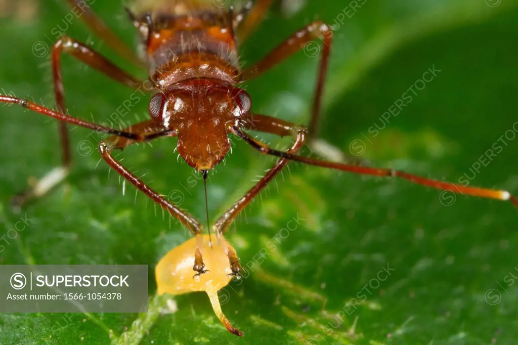 Ant mimic bug sucking juice from wild fruit.