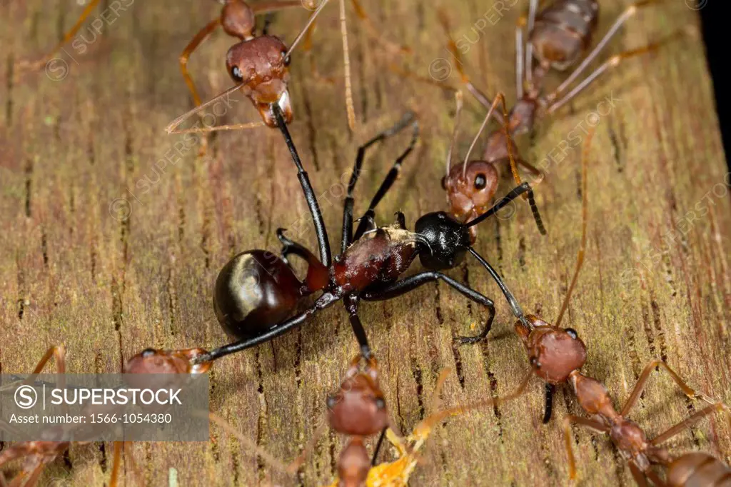 Tug of war between red ants and a black ant