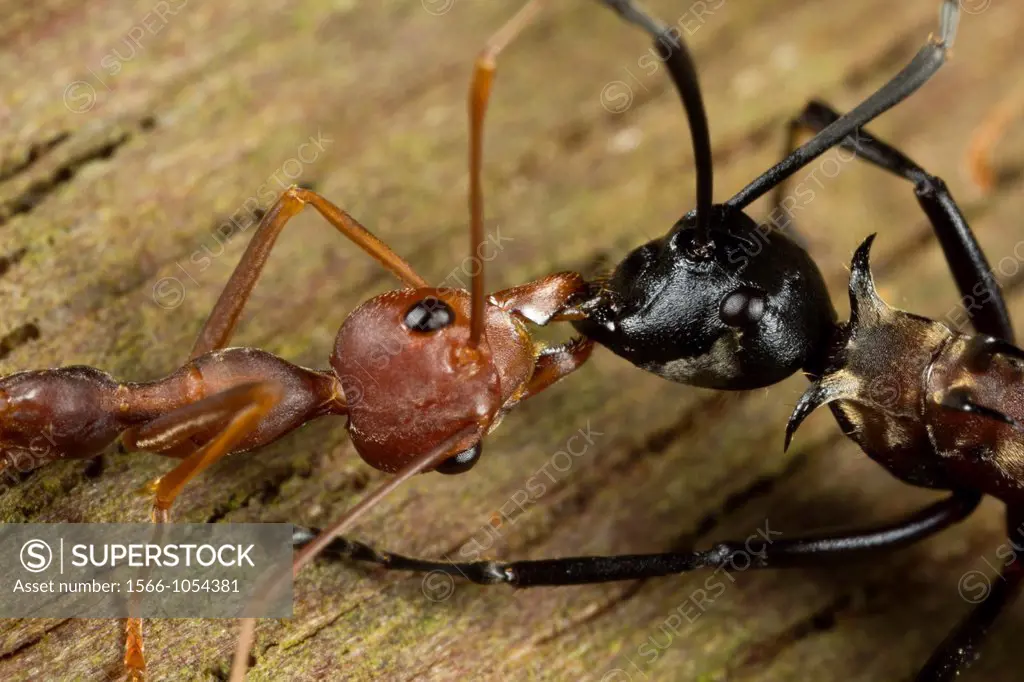 Biting and fighting between red ant and black ant