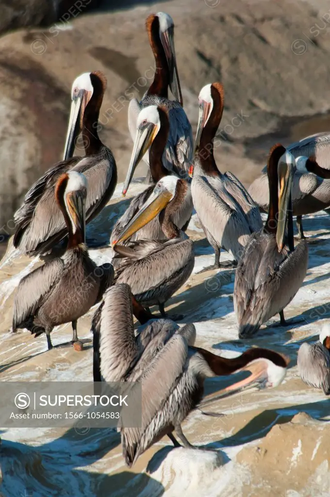 Roosting Brown pelicans Pelecanus occidentalis, Ellen Browning Scripps Marine Park, La Jolla, California