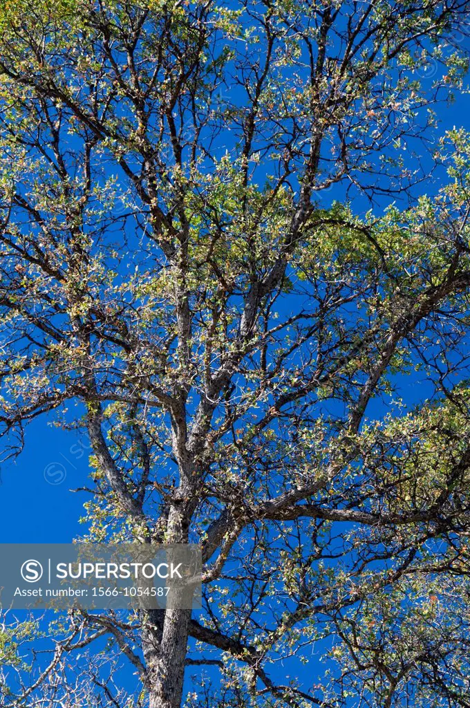 Oak, Sierra National Forest, California