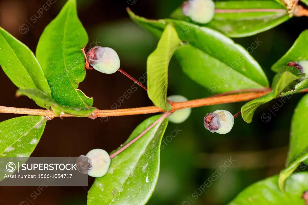 Prunus avium, sweet cherries, Spain.