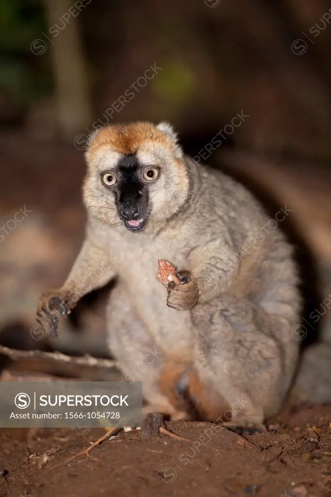 Red-fronted Brown Lemur Eulemur rufifrons eating plant on forest floor, Berenty, Madagascar