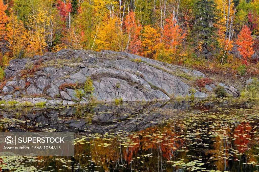 Autumn trees lining the rocky shore of a beaver pond, Wanup, Ontario, Canada