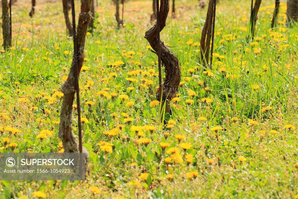 Common dandelion Taraxacum officinale flowering in the vineyards near Modra, Slovakia