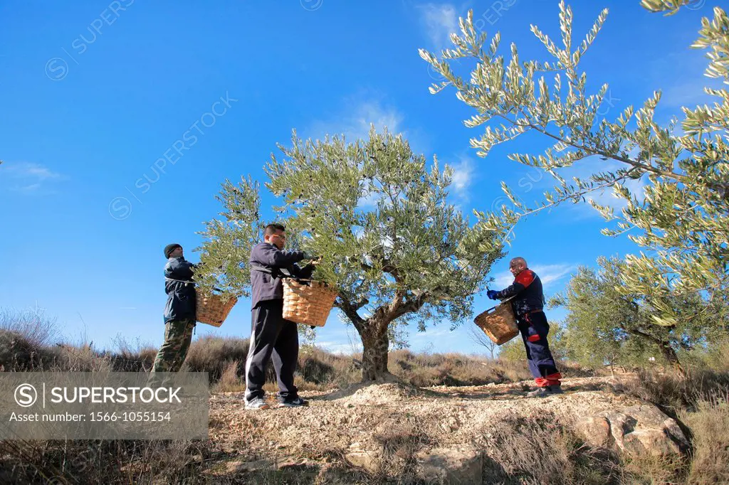 Olive harvesting, Alava, Spain