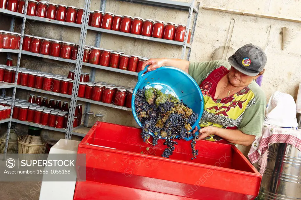 A farmer pour grapes in the tray of a motorized destemmer machine