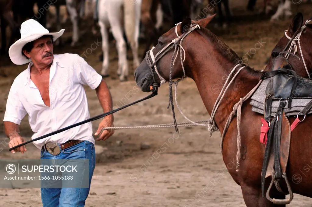 Cowboy’ preparing a horse for tourists at Buena Vista Lodge, near Liberia, Guanacaste Costa Rica    