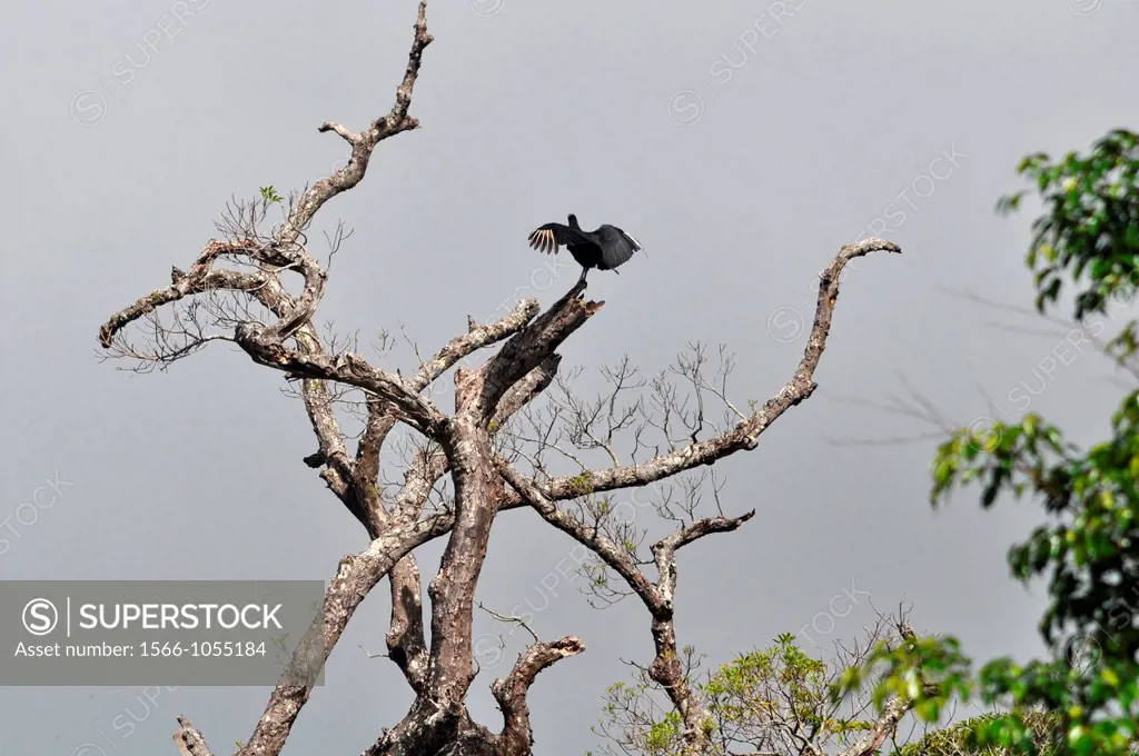 Condor drying on a tree in the forest by Buena Vista Lodge, near Liberia, Guanacaste Costa Rica    