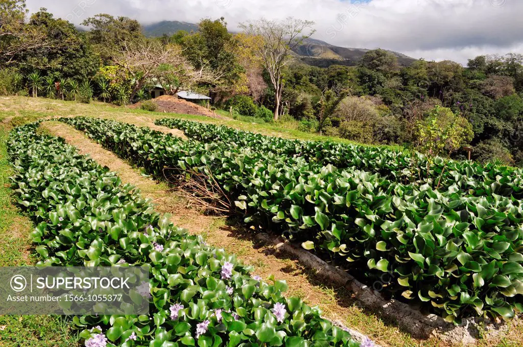 Vegetable garden at Buena Vista Lodge, near Liberia, Guanacaste Costa Rica    