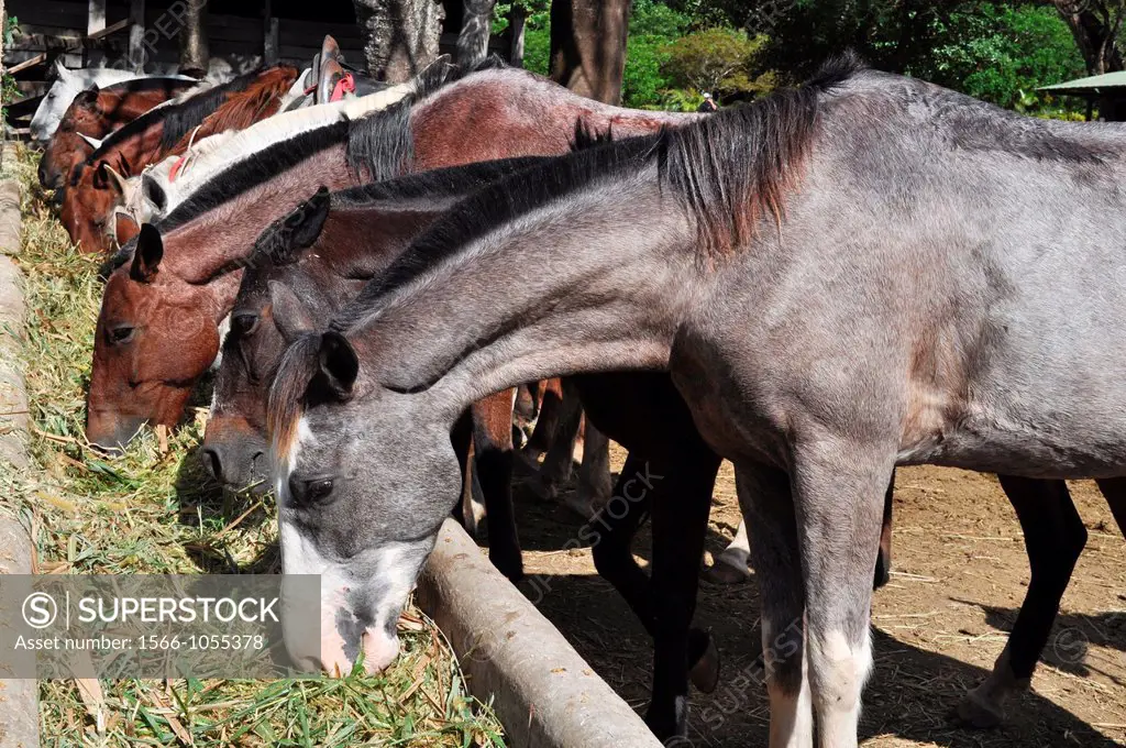 Horses for tourists at Buena Vista Lodge, near Liberia, Guanacaste Costa Rica    