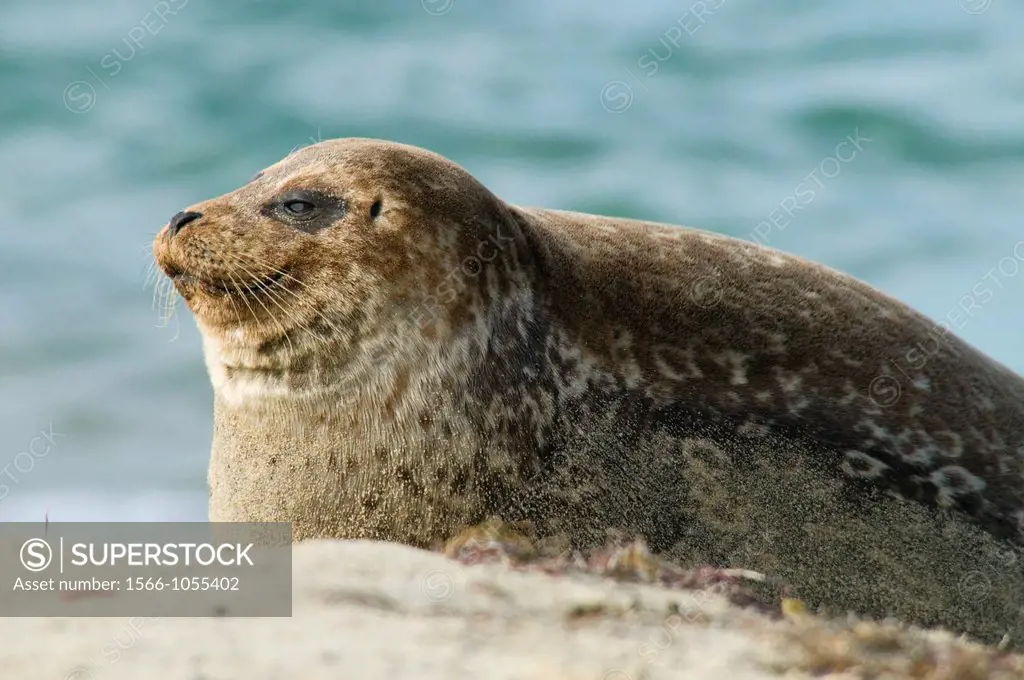 Harbor seal Phoca vitulina at Children´s Pool Casa Beach, Ellen Browning Scripps Marine Park, La Jolla, CA