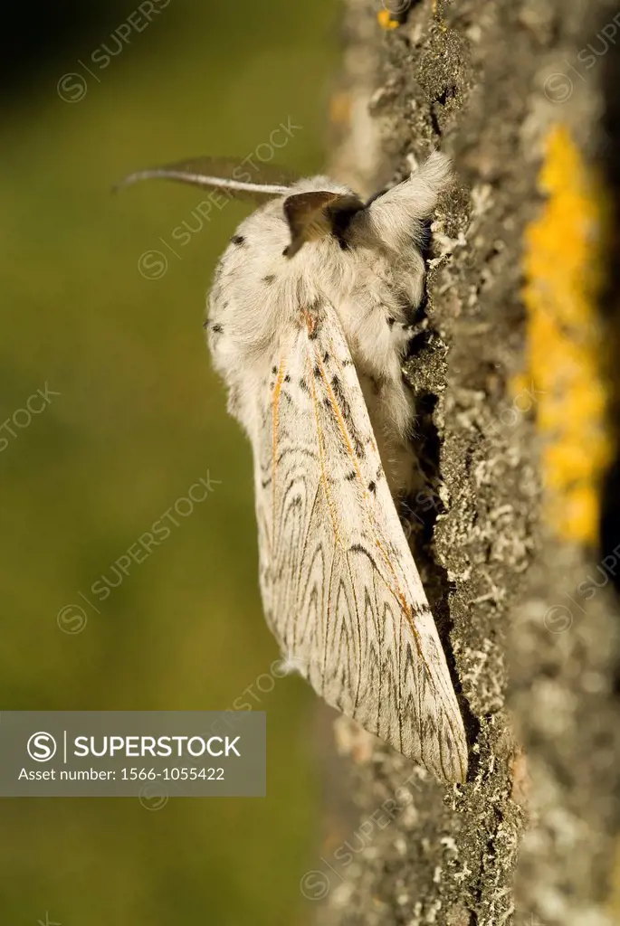 Iberian Puss Moth Cerura iberica