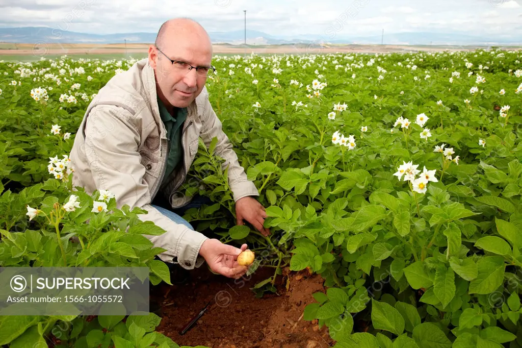Potato growing field, Agricultural Investigation and Research, Agricultural fields, High Ribera, Arga-Aragon Ribera, Navarre, Spain