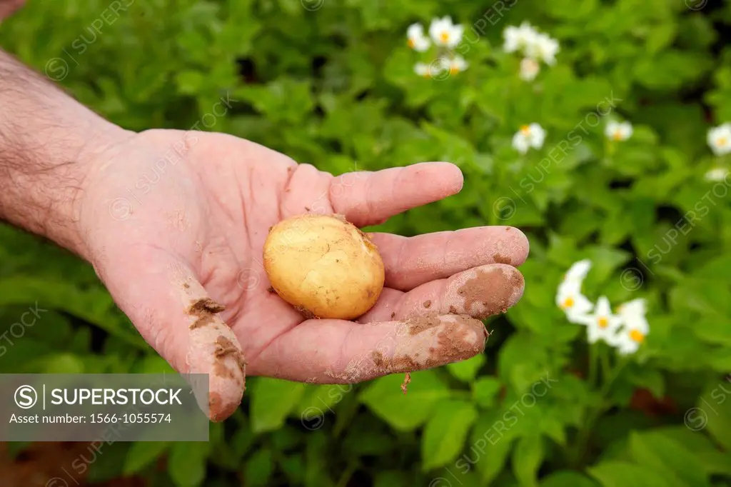 Potato growing field, Agricultural Investigation and Research, Agricultural fields, High Ribera, Arga-Aragon Ribera, Navarre, Spain