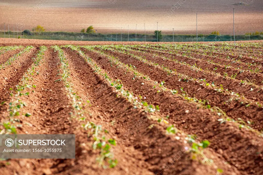 Bean growing fields, Agricultural Investigation and Research, Agricultural fields, High Ribera, Arga-Aragon Ribera, Navarre, Spain