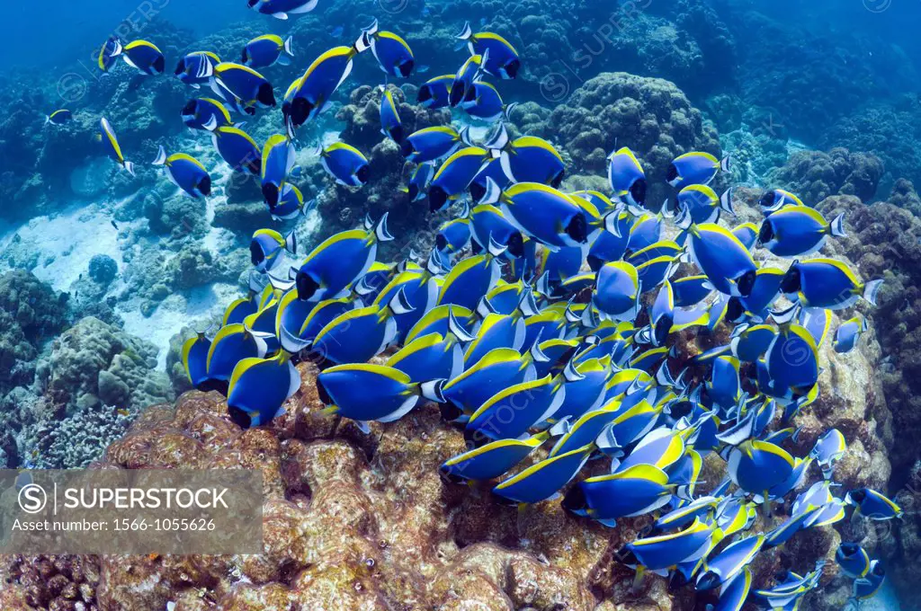Powder-blue surgeonfish Acanthurus leucosternon, large school feeding on algae on coral boulders  Andaman Sea, Thailand