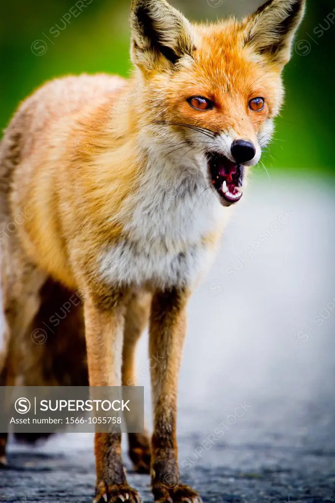 Red fox Vulpes vulpes  Roncal Valley, Navarre, Spain