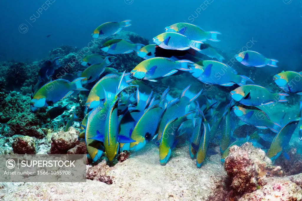 Greenthroat or Singapore parrotfish Scarus prasiognathus, large school of terminal males grazing on algae covered coral rock  Andaman Sea, Thailand