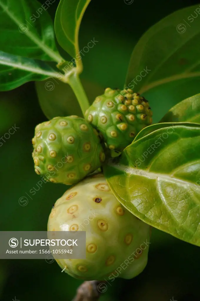 San Blás Panama: Noni fruit Morinda citrifolia, commonly known as great morinda, Indian mulberry, nunaakai Tamil Nadu, India, dog dumpling Barbados, m...