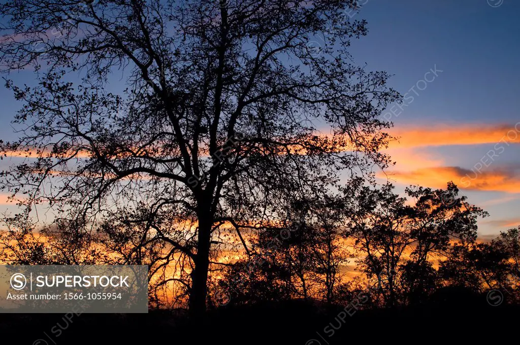 Oak sunset at Redinger Overlook, Sierra Vista National Scenic Byway, Sierra National Forest, California