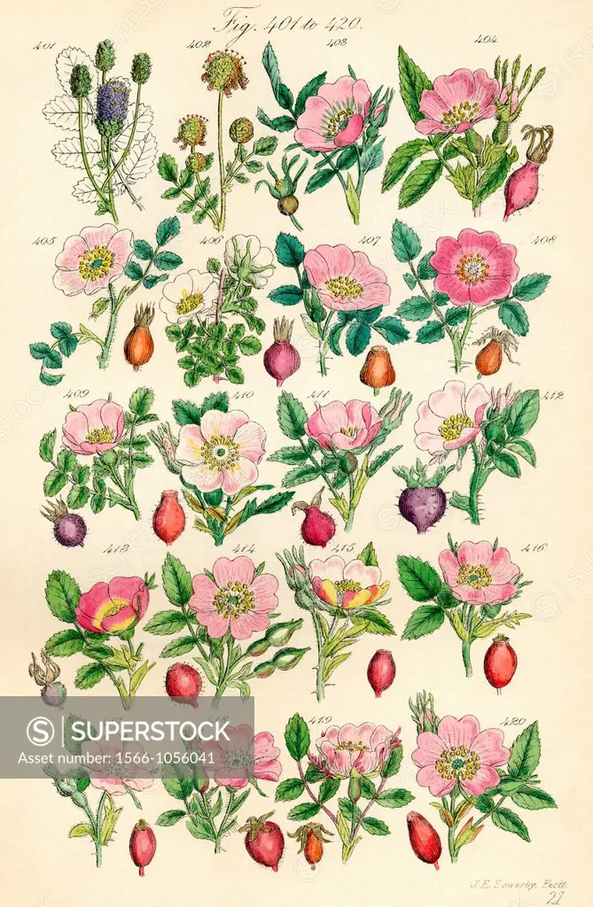 Page of colour illustrations from British Wild Flowers after a work by J E  Sowerby and C P  Johnson