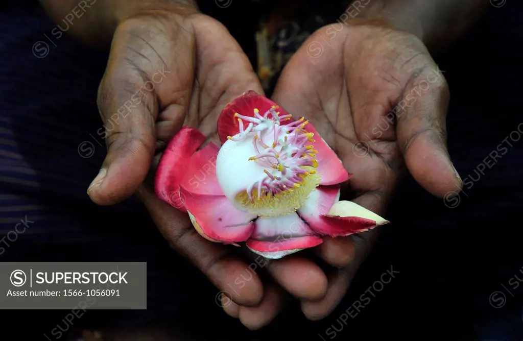 Offering flower -sign of peace in South India,India,Asia
