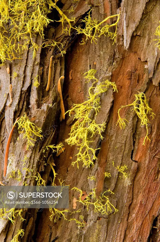 Cedar bark with lichen, Sierra Vista National Scenic Byway, Sierra National Forest, California