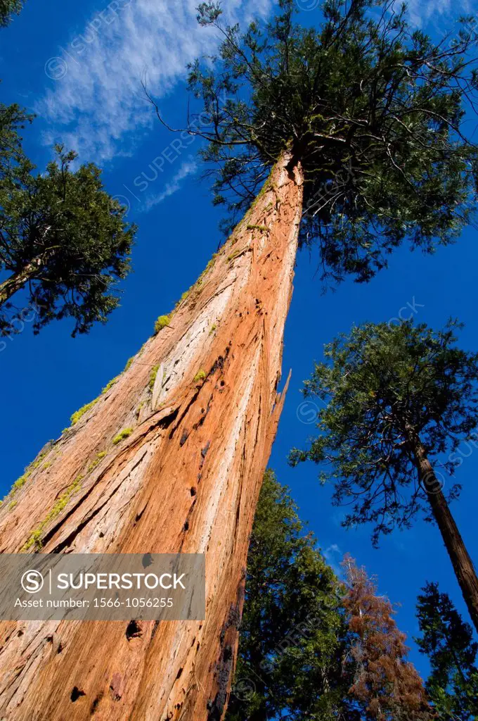 Cedar, Sierra Vista National Scenic Byway, Sierra National Forest, California