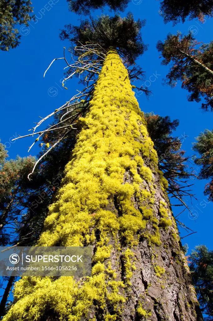 Fir with lichen, Sierra Vista National Scenic Byway, Sierra National Forest, California