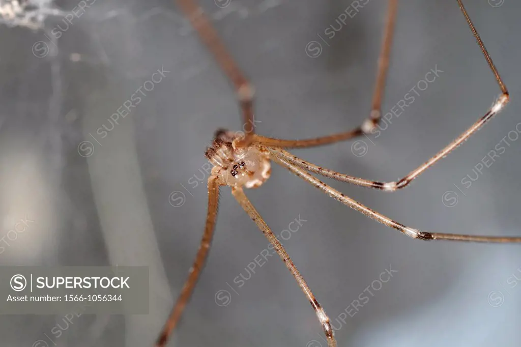 Pholcus phalangioides spider, Spain.