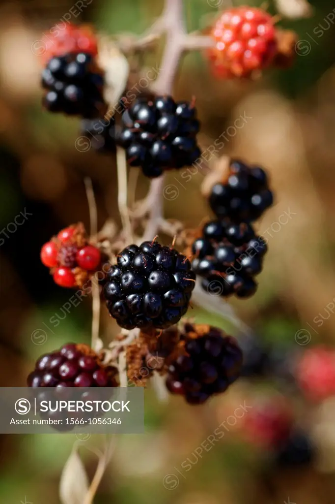 Blackberries, Rubus fruticosus, Spain.