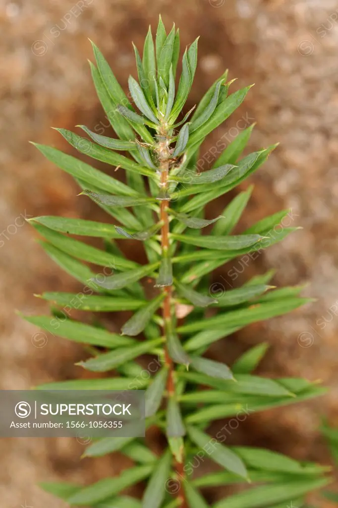 Euphorbia nicaeensis, Spain.