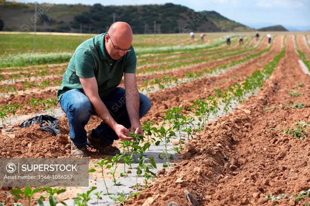 Pepper growing fields, Agricultural Investigation and Research, Agricultural fields, High Ribera, Arga-Aragon Ribera, Navarre, Spain