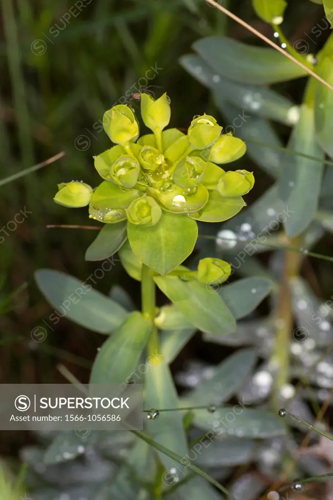 Euphorbia amygaloides