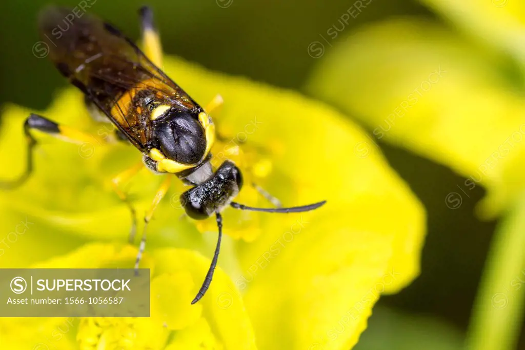 Ichneumoninae wasp, South of France.