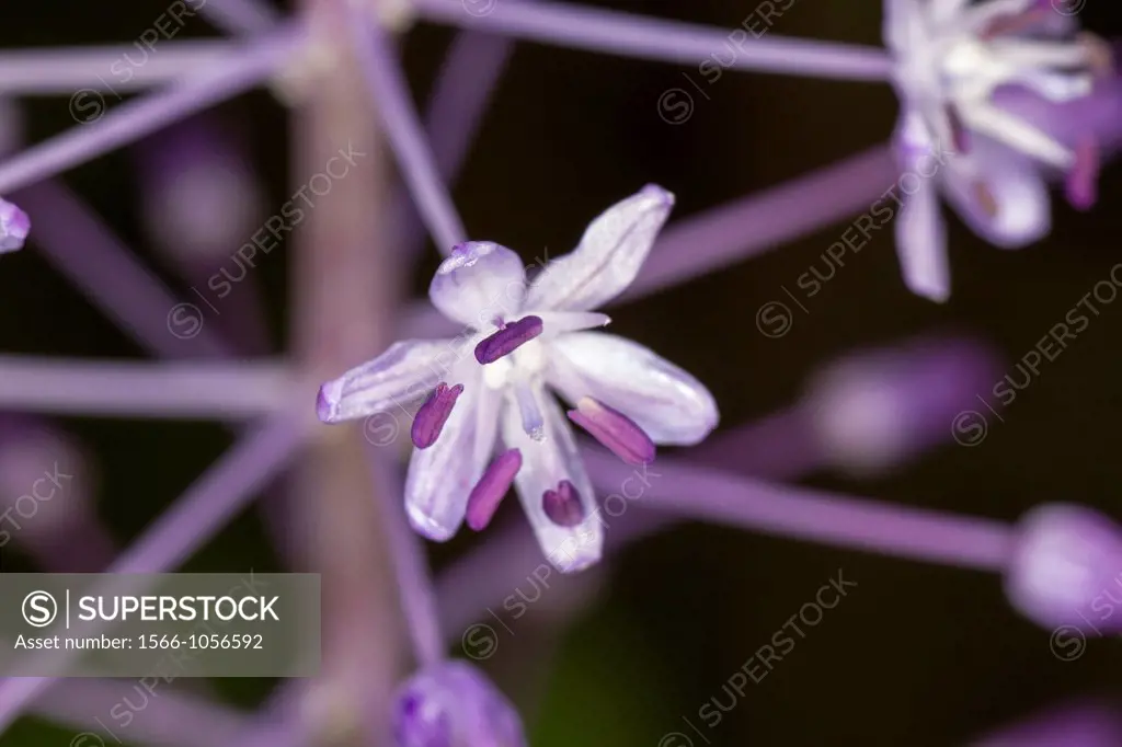 Nectaroscilla hyacinthoides, Scilla hyacinthoides, South of France