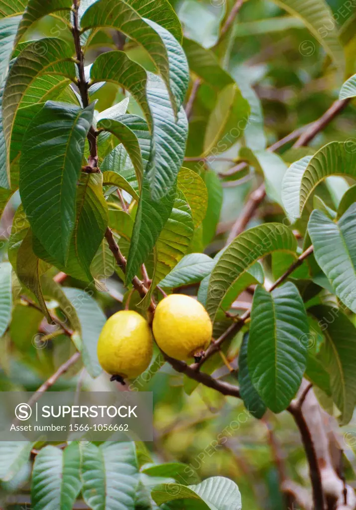 Guava fruit on tree (Psidium guajava)