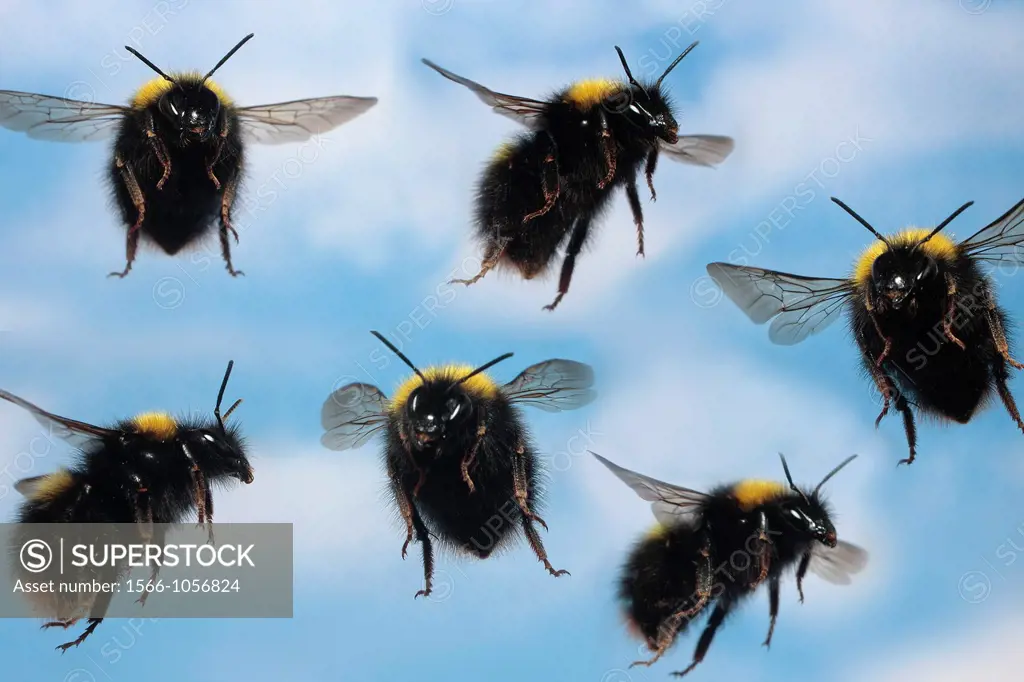 Bumblebees in flight.