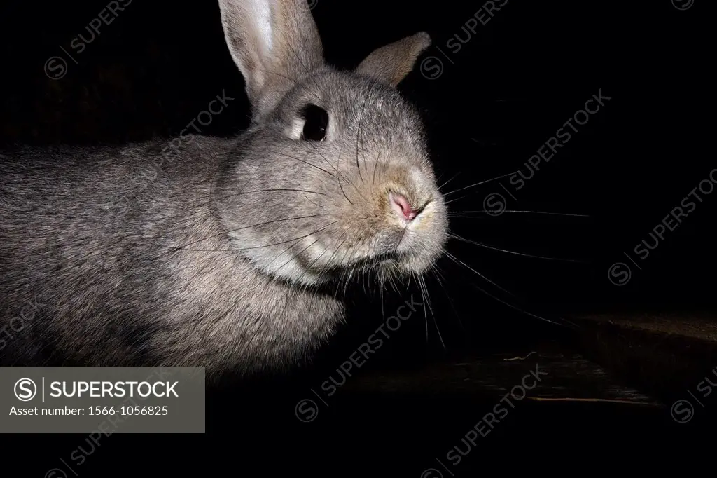 Pet Grey Rex rabbit.