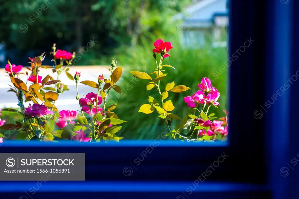 Pink Knockout Roses as seen through a blue window frame